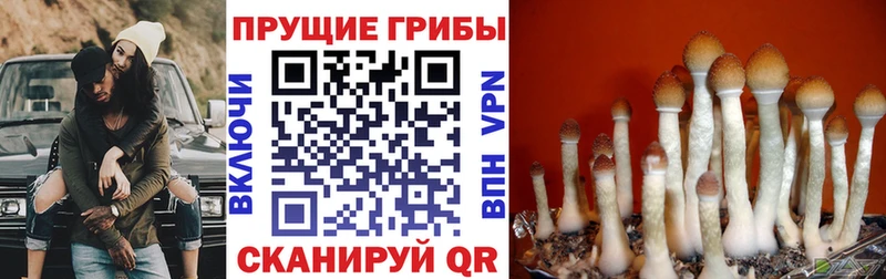 Галлюциногенные грибы Magic Shrooms  Купить где  Алейск 